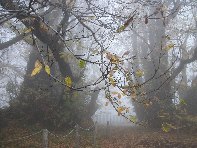 stagno 100 cavalli-Castanea sativa 201011128 080
